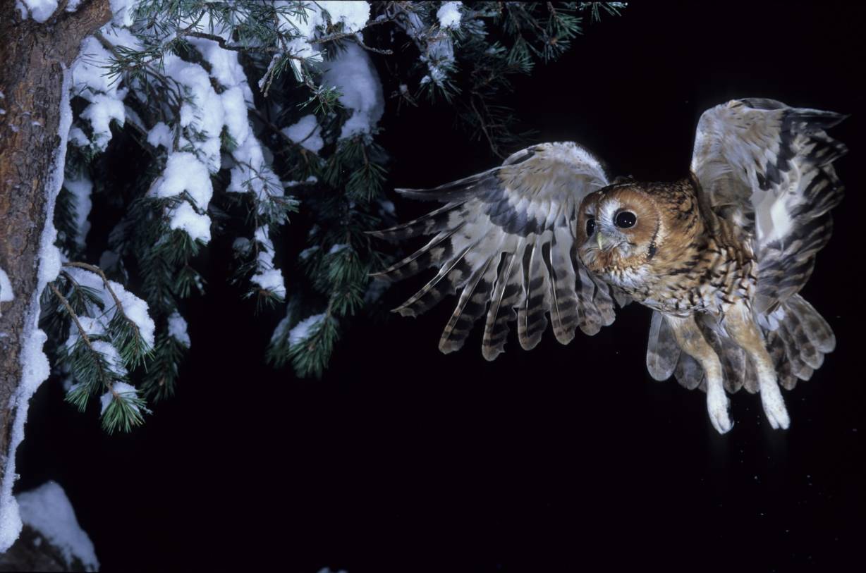 Waldkauz ist Vogel des Jahres 2017