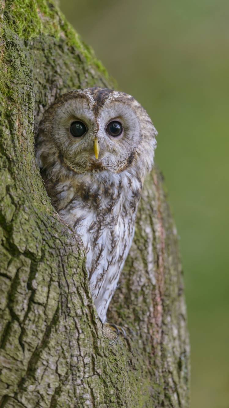 Waldkauz ist Vogel des Jahres 2017