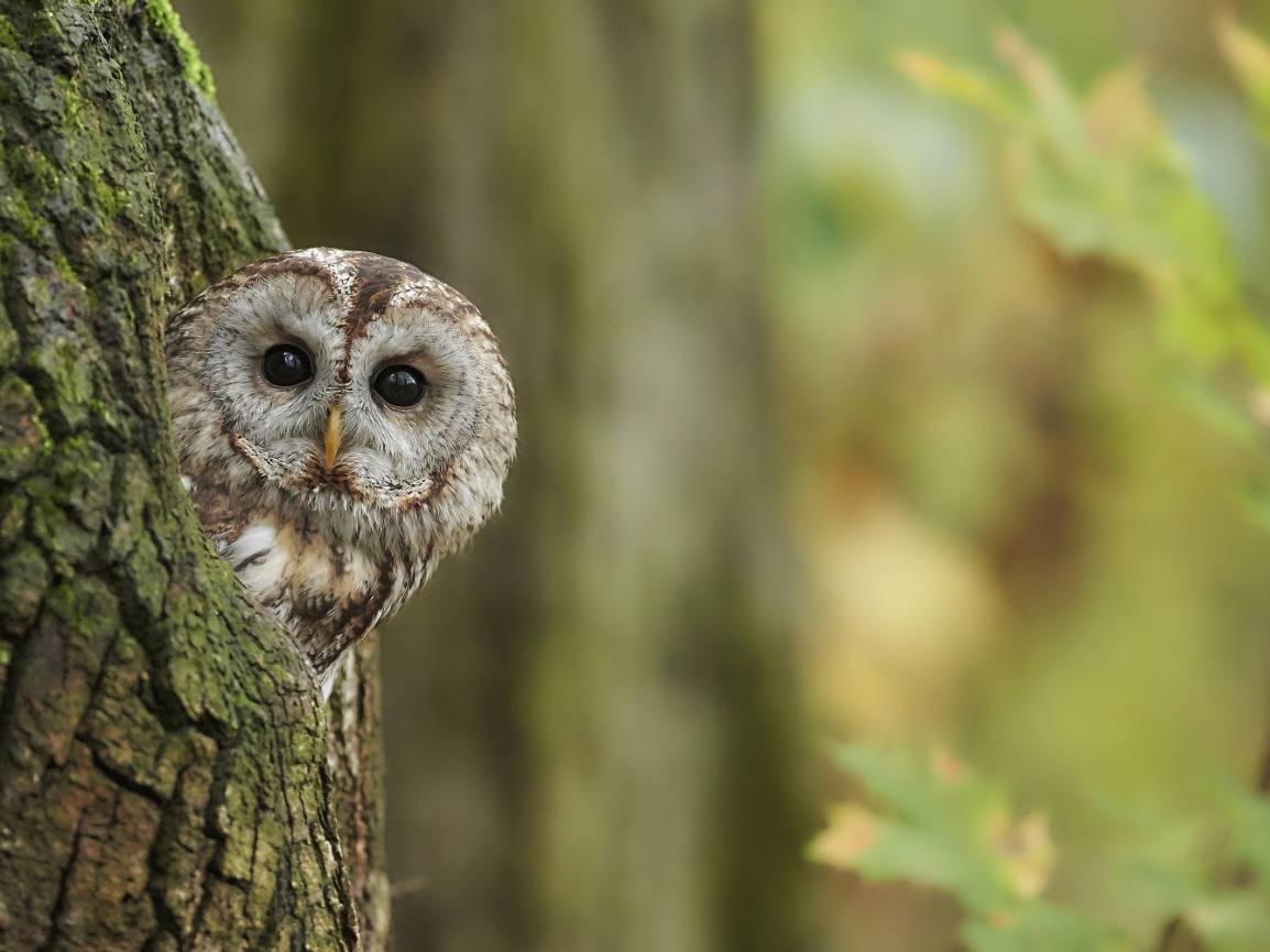 Waldkauz ist Vogel des Jahres 2017