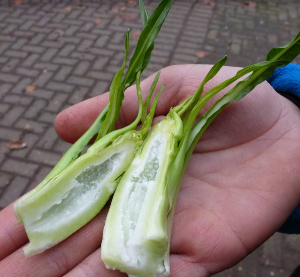  Innenansicht einer Punterelle. 
