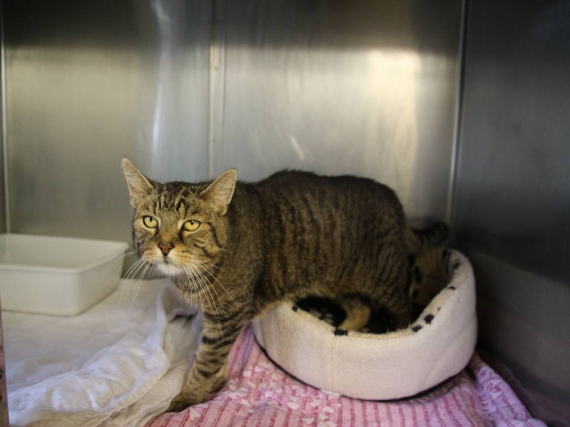  Kater Tommy ist schon 18 Jahre alt. 