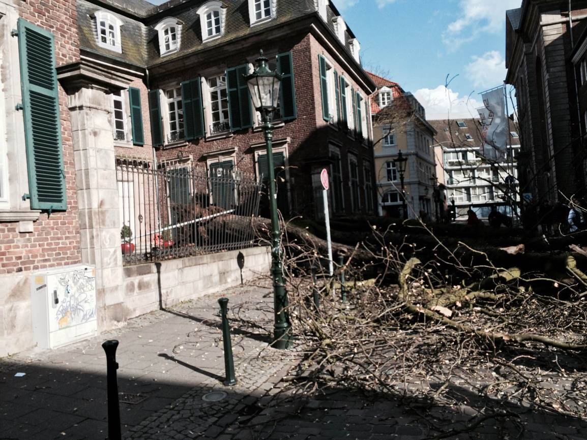  Die alte Kastanie vor dem Hetjens-Museum wurde ein Opfer von Sturmtief "Niklas". 
