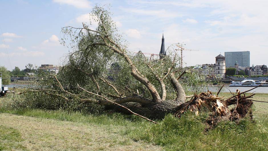 Auch auf den Rheinwiesen in Oberkassel liegen mehrere entwurzelte...