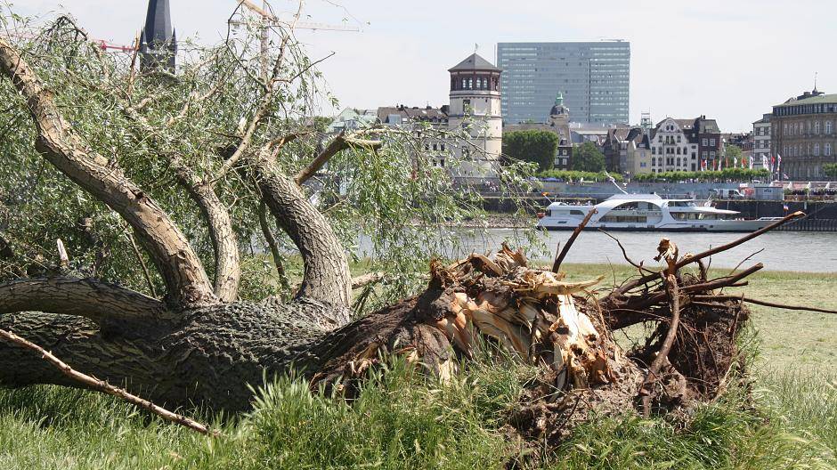Der Sturm hatte die riesigen Bäume einfach aus dem Erdreich...