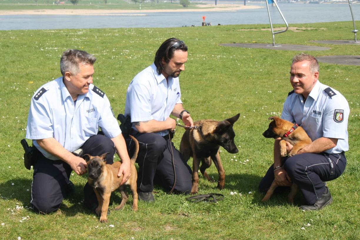  Der Befehl "Stehenbleiben! Polizei!" funktioniert beim Hunde-Nachwuchs definitiv nicht. Die drei Polizisten haben Mühe, ihre Vierbeiner fürs Foto in Position zu halten (v. li.): Hans-Dieter Kaufmann mit Meilo, Lessly Herden und der sieben Monate alte Tanto sowie Michael Vollmer mit Milla (li.) 