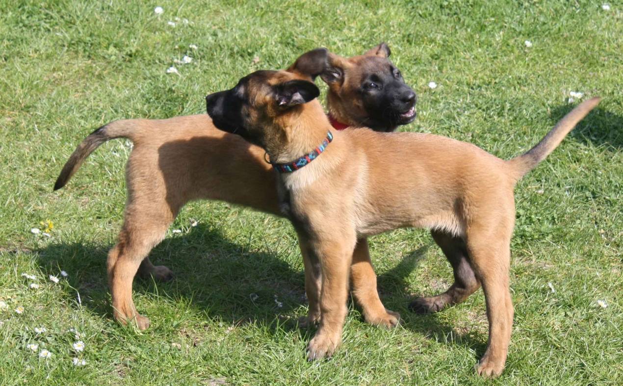 Milla und Meilo wollen im Moment wirklich nur spielen. 
