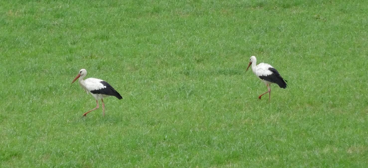 Zwei Störche pausieren in Lohausen