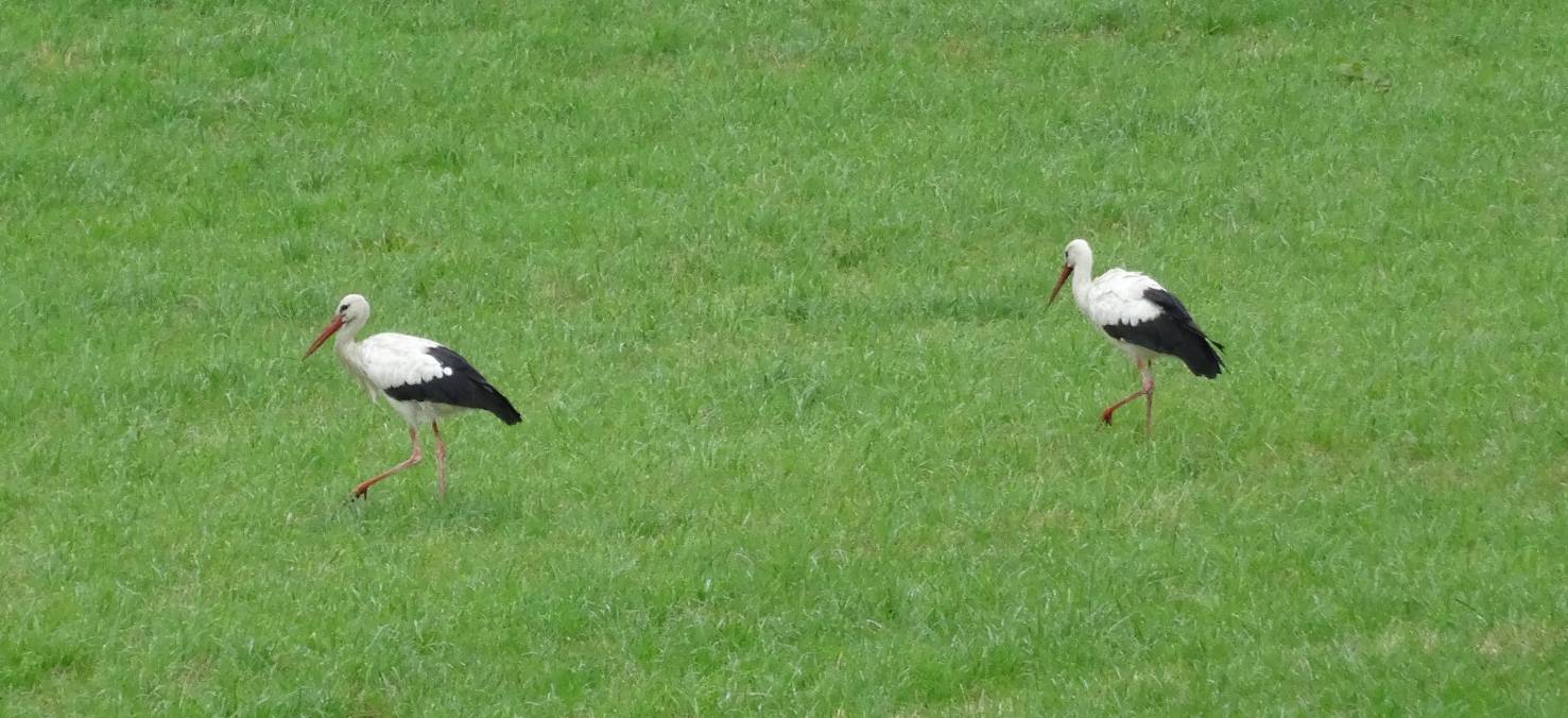 Zwei Störche pausieren in Lohausen