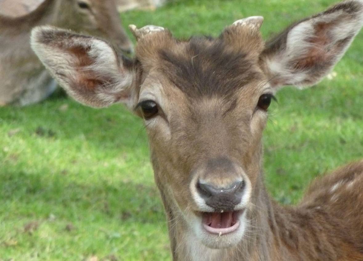 Neugierig: Das Damwild im Wildpark. 