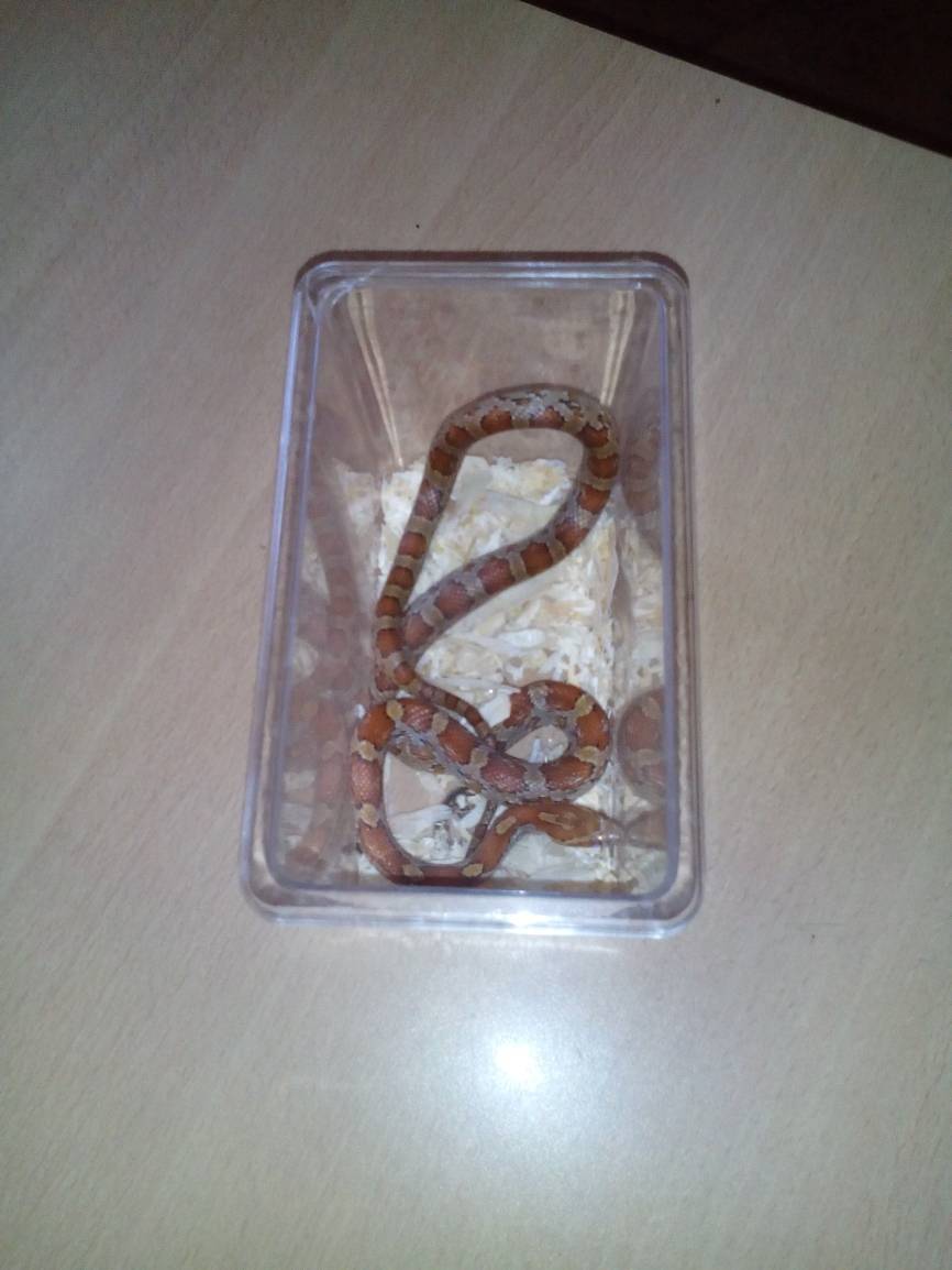  Diese Kornnatter entdeckte eine geschockte Anwohnerin an der Quadenhofstraße in ihrer Erdgeschosswohnung. 