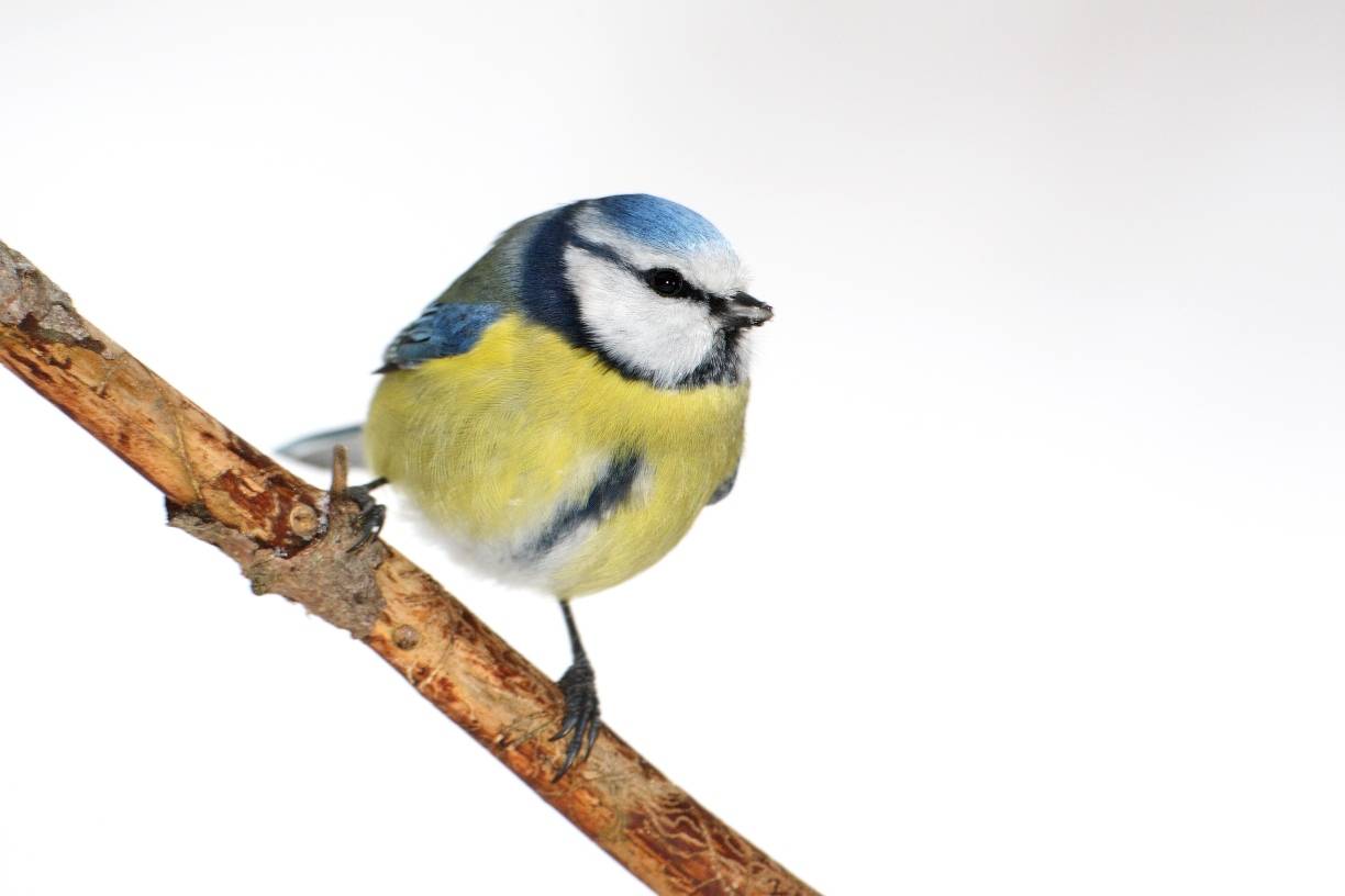  Die hübsche Blaumeise ist ein häufiger Futtergast. Übrigens: Nächste Vogelzählaktion ist die Stunde der Wintervögel vom 8. bis 10. Januar 2016. Die Stunde der Gartenvögel 2016 wird vom 13. bis 15. Mai stattfinden.  