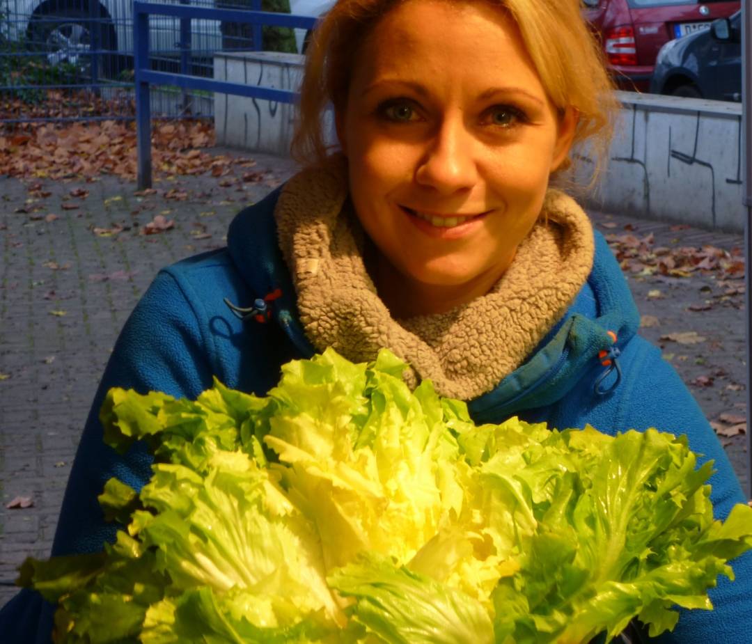  Die Verwandschaft mit dem Chicorée sieht man dem Endiviensalat nicht unbedingt an. Aber man schmeckt sie... 