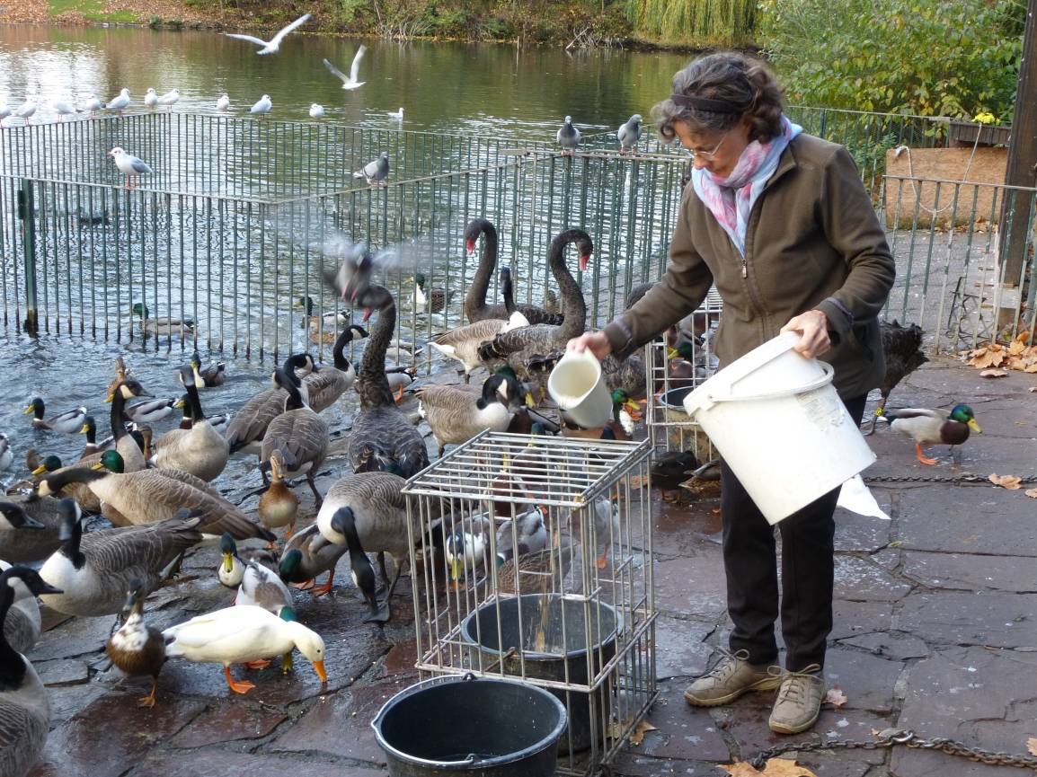  Margarete Bonmariage kümmert sich seit Jahren täglich um die Wasservögel im Hofgarten. Das Futter gibt es von der Stadt. Das Schwanenhaus ist für sie ein zweites Zuhause. Doch das muss jetzt aus Sicherheitsgründen geschlossen werden. Einsturzgefahr. 