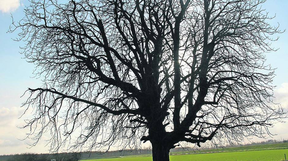  Ein Baum stirbt - und soll als Skulptur in der Erinnerung der Düsseldorfer weiterleben. Die über 200 Jahre alte Himmelgeister Kastanie wird ein Kunstwerk und Denkmal. 
