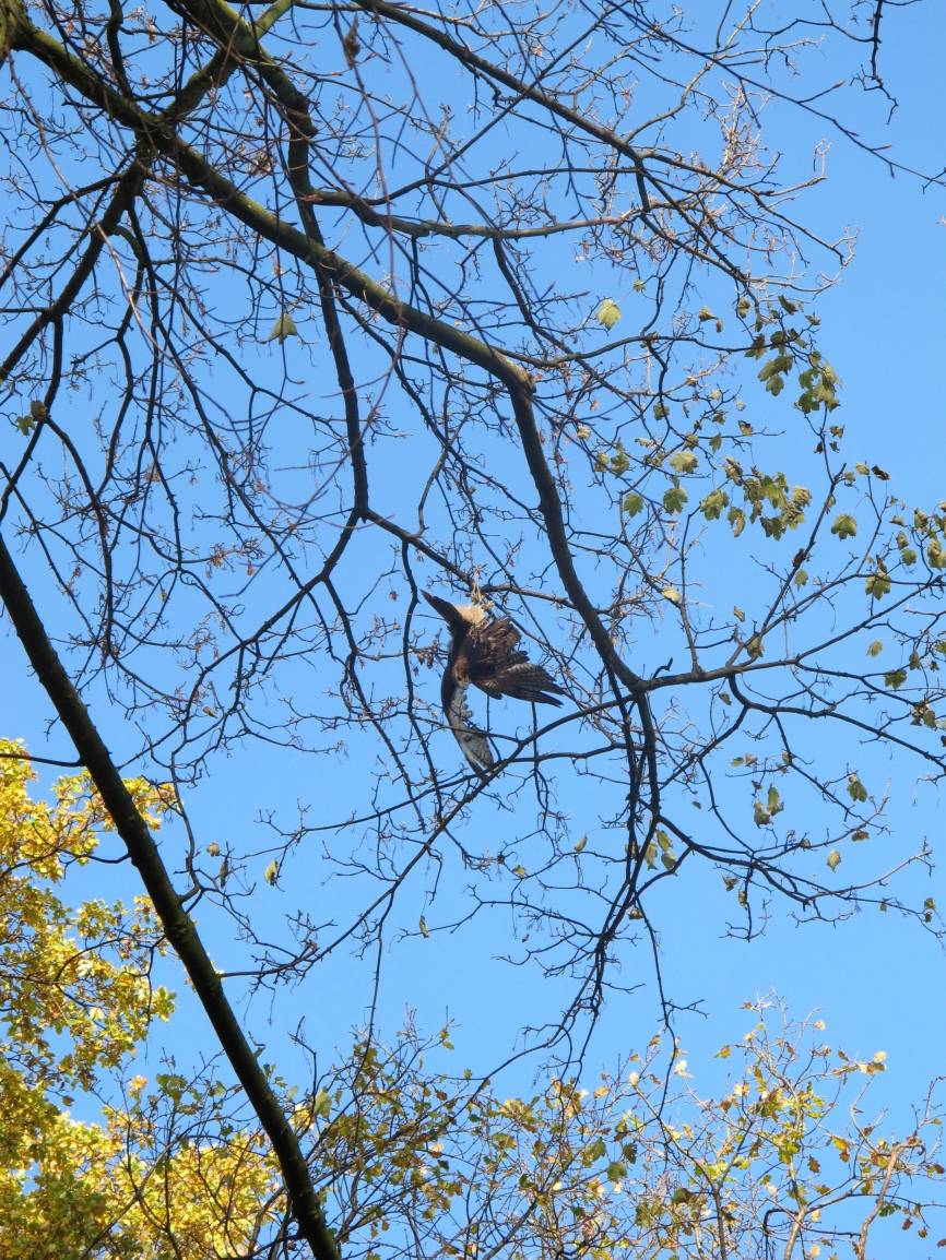  Ziemlich dumm gelaufen: Der junge Rotschwanzbussard hatte sich mit seinem Fuß-Ring im Baum verfangen. 
