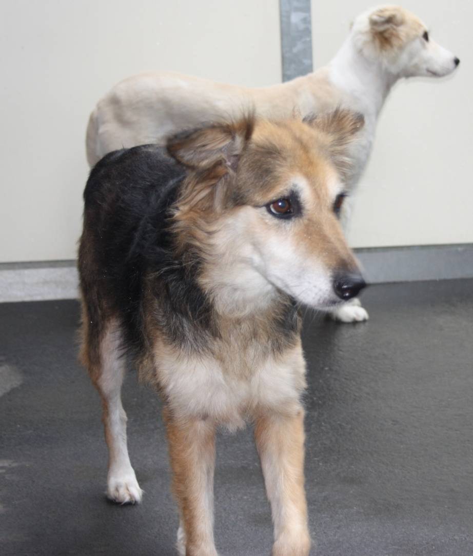  Auch diese beiden bildschönen Collie-Mischlinge gehören zu den Neuankömmlingen aus Rumänien.  