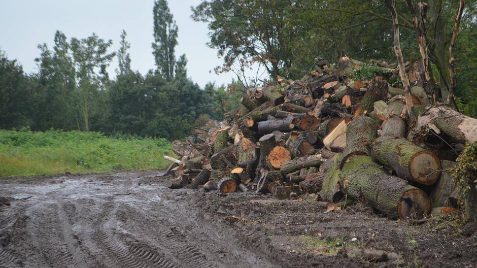 Soviel Holz blieb vom Sturm übrig