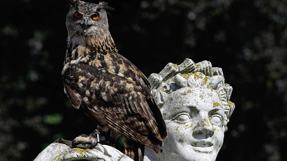 Bei der Greifvogelschau flogen verschiedene Vögel durch den...