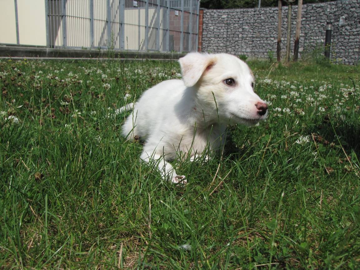 Süßer Hundewelpe einfach entsorgt