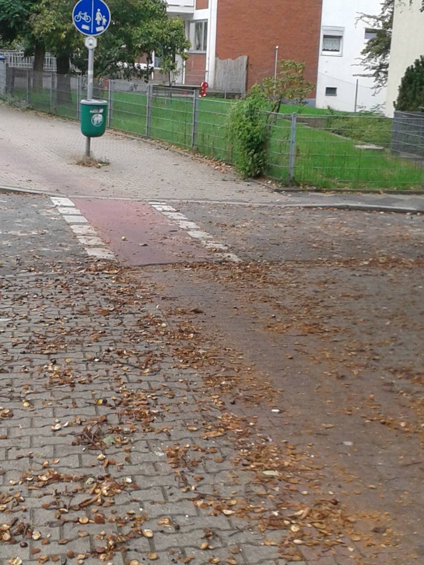  Kastanien sind böse. Zumindest im Herbst für Fahrradfahrer. 