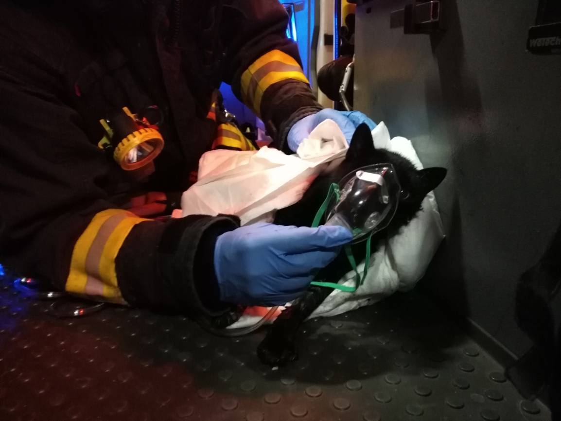 Die Katze wurde nach der ersten medizinischen Versorgung mit Sauerstoff in eine Tierklinik transportiert.  