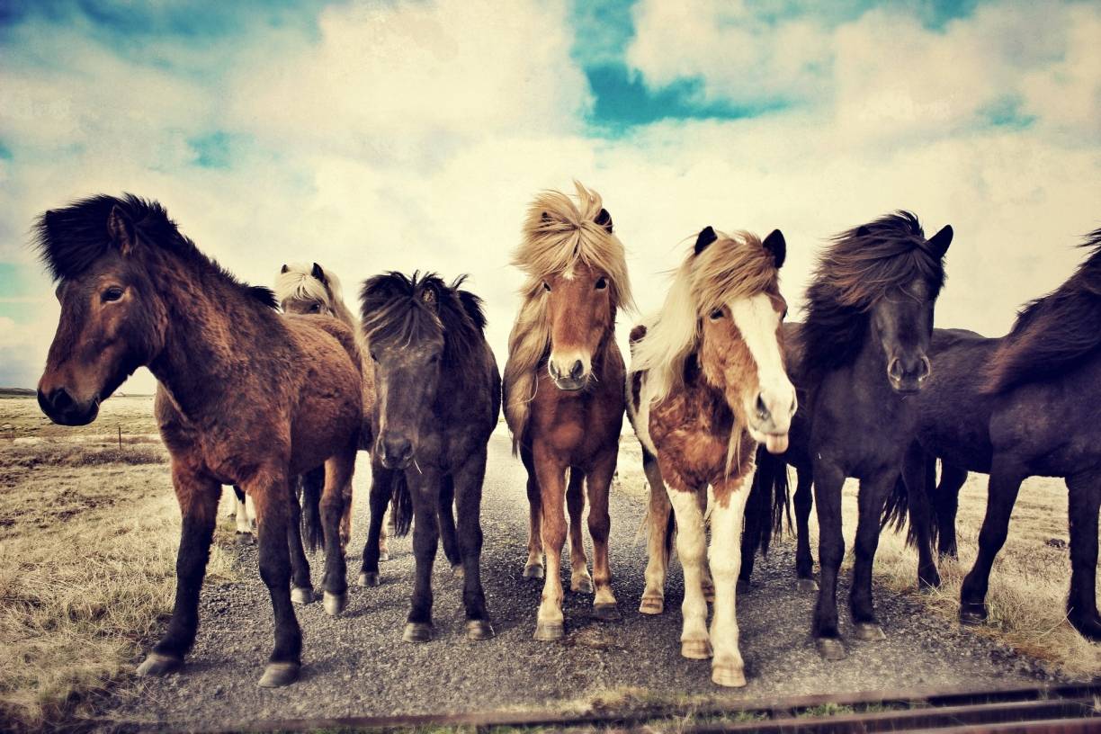 Benefizaktion bei den Islandpferde-Reitern
