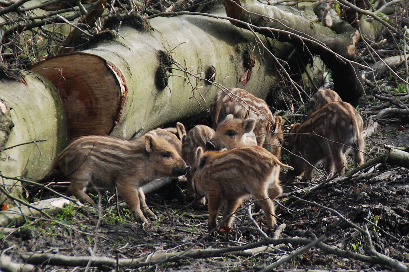  Im Wildpark sind die ersten Frischlinge zu bestaunen.  