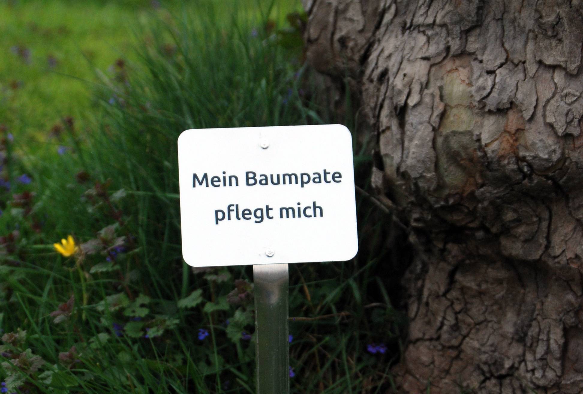  Das Schild mit der Aufschrift "Mein Baumpate pflegt mich" verhindert versehentliches Abmähen des Aufwuchses an der Baumscheibe. 