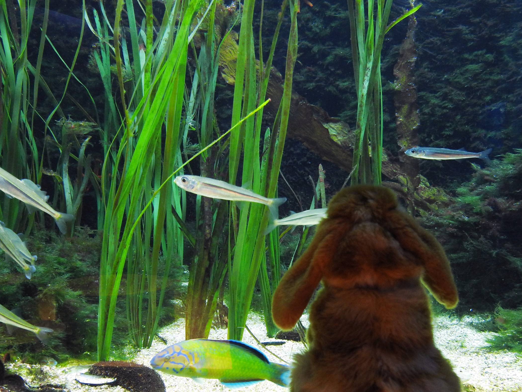  In den Osterferien bietet das Aquazoo Löbbecke Museum Workshops für Kinder und Familien an. 