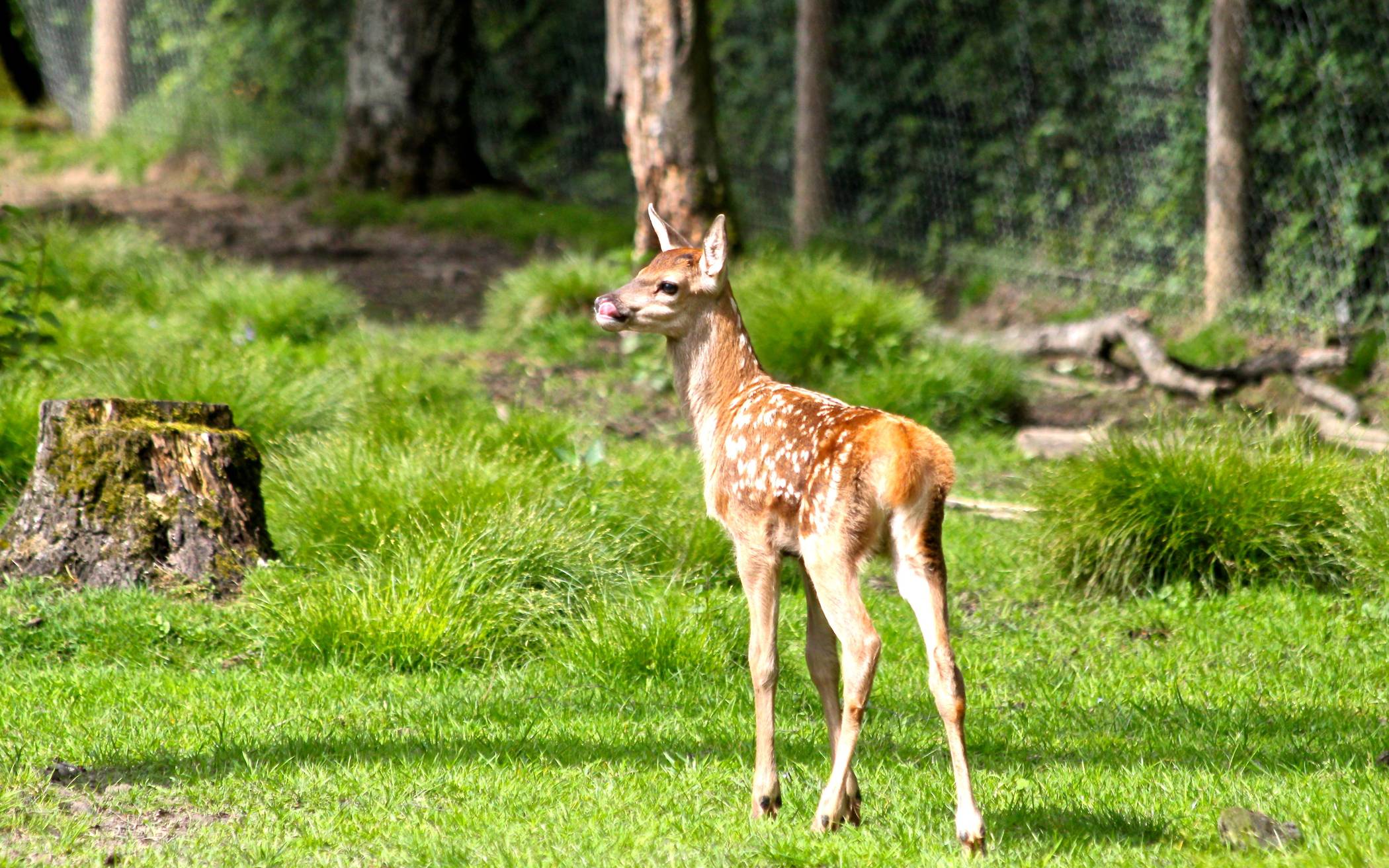 Die "jungen Wilden" sind da und können täglich von 9 bis 19 Uhr im Wildpark besucht...