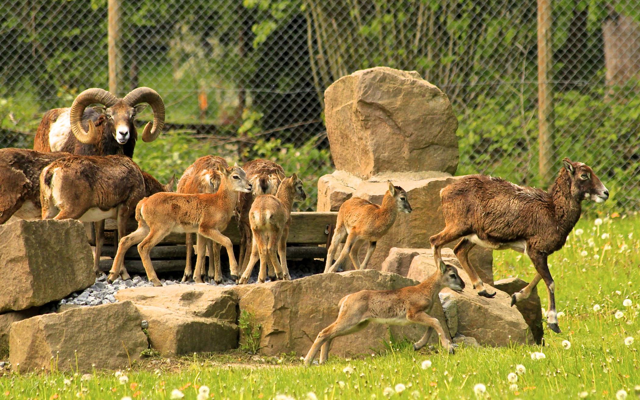 Die "jungen Wilden" sind da und können täglich von 9 bis 19 Uhr im Wildpark besucht...