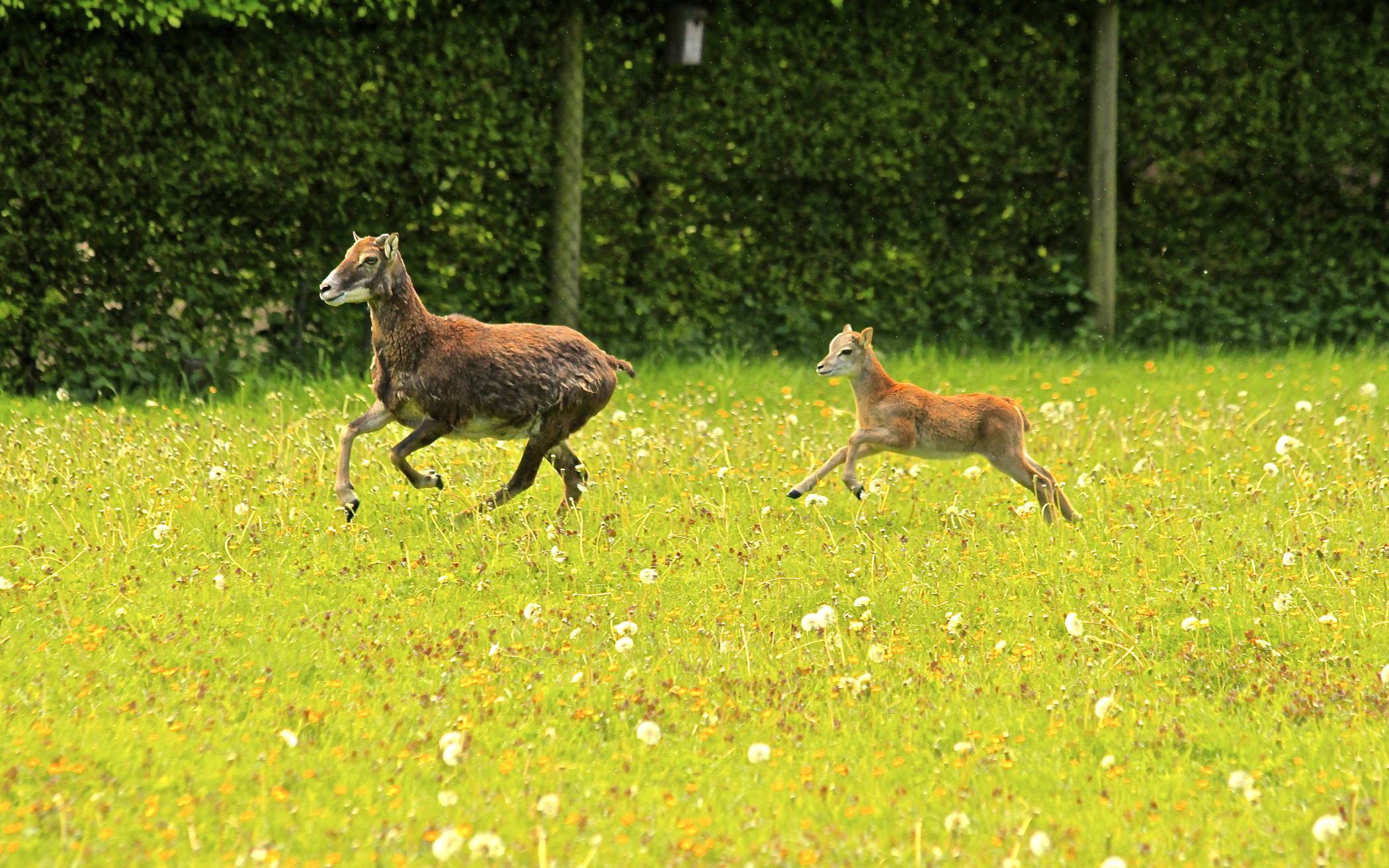 Die "jungen Wilden" sind da und können täglich von 9 bis 19 Uhr im Wildpark besucht...