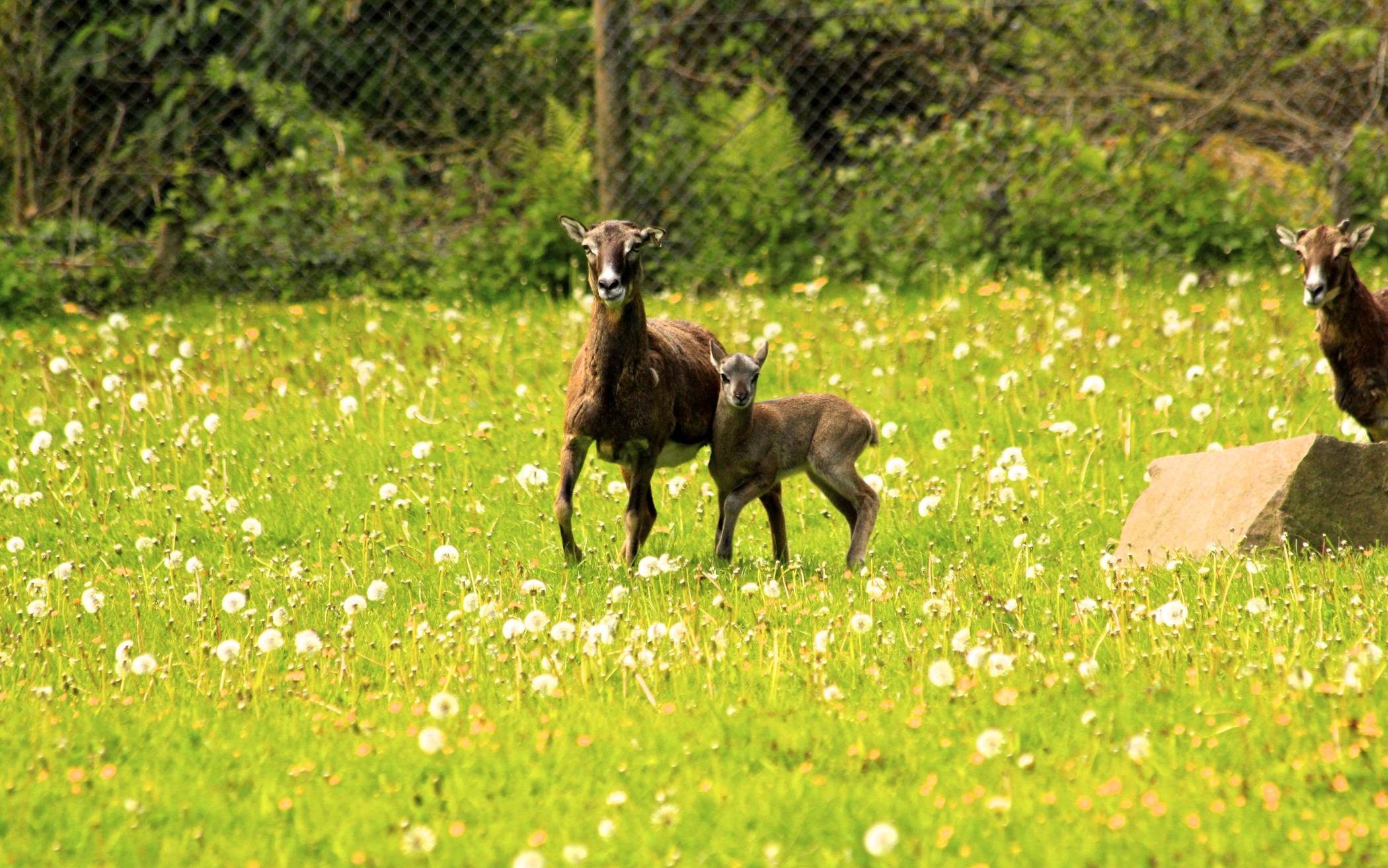 Nachwuchs im Grafenberger Wildpark in Düsseldorf: Die "jungen Wilden" sind da