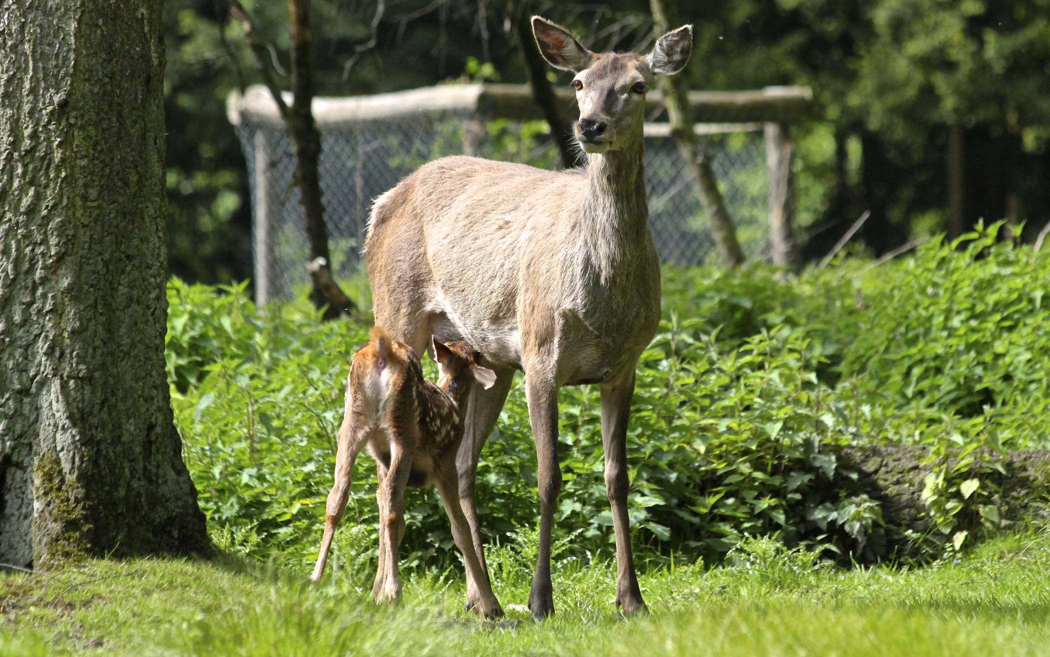 Die "jungen Wilden" sind da und können täglich von 9 bis 19 Uhr im Wildpark besucht...