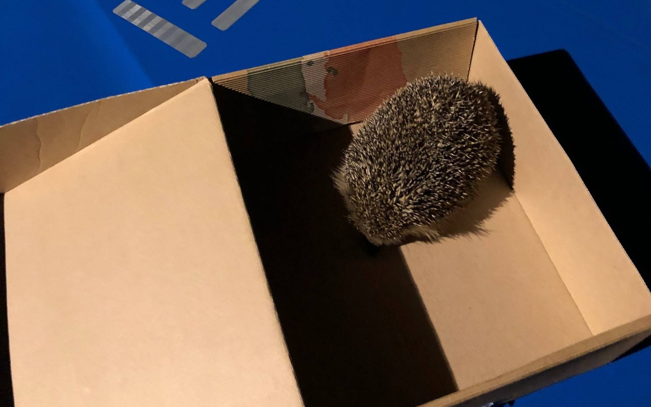 Igel bleibt in Straßenbahngleisen hängen