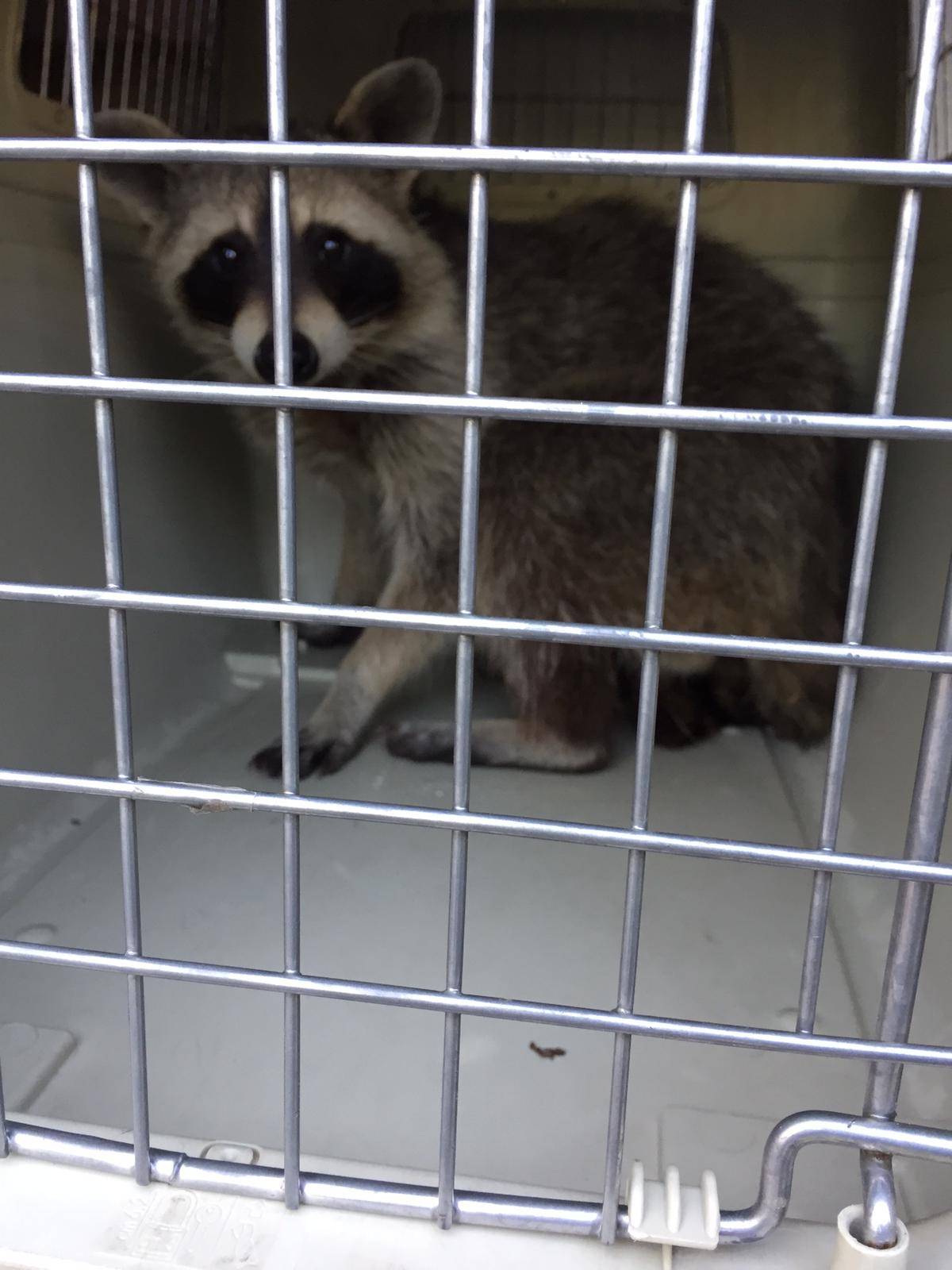  Der Waschbär blieb unverletzt, wurde aber dennoch zur Kontrolle in eine Tierklinik gebracht.  