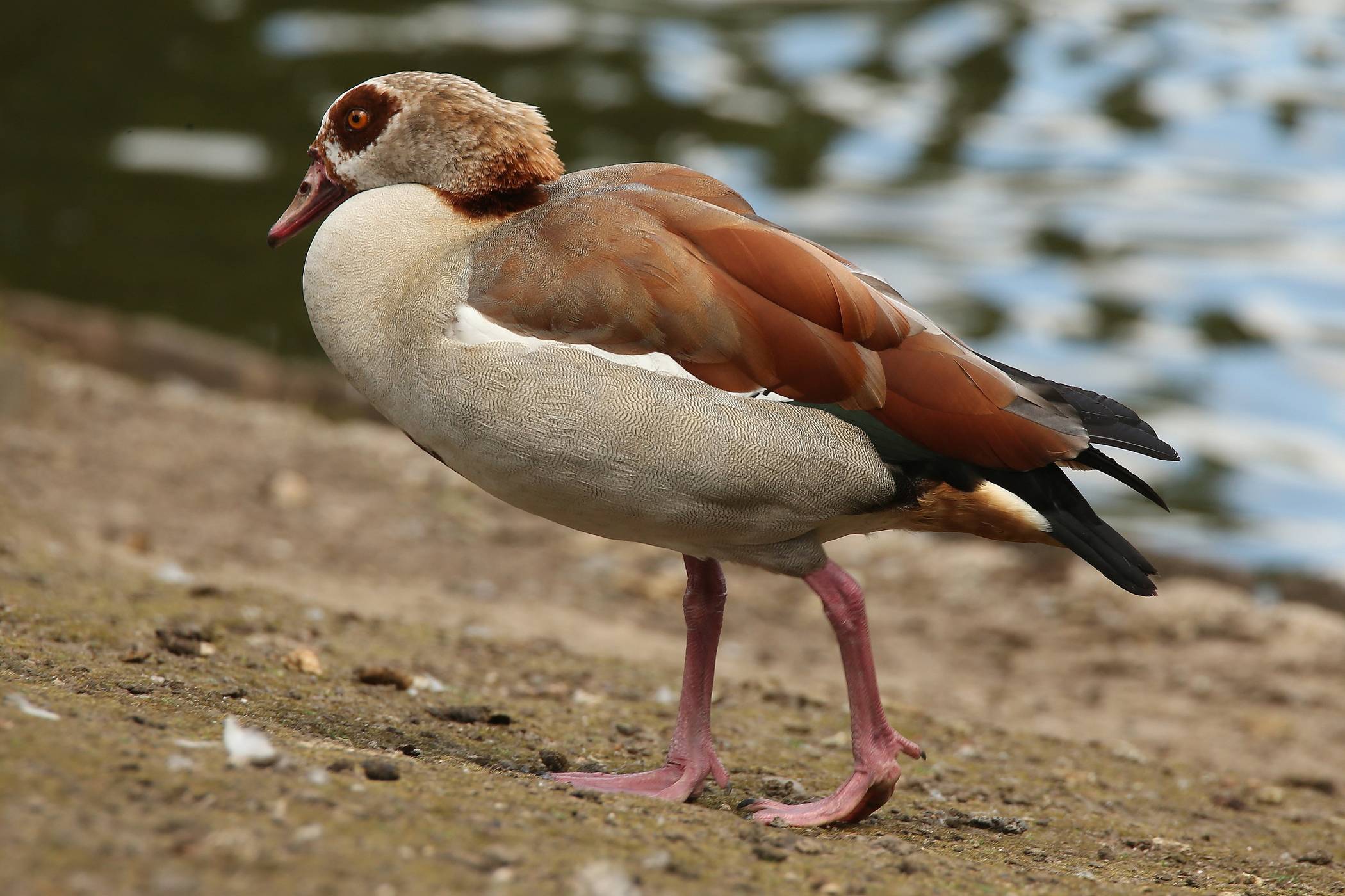  Eine Nilgans. 