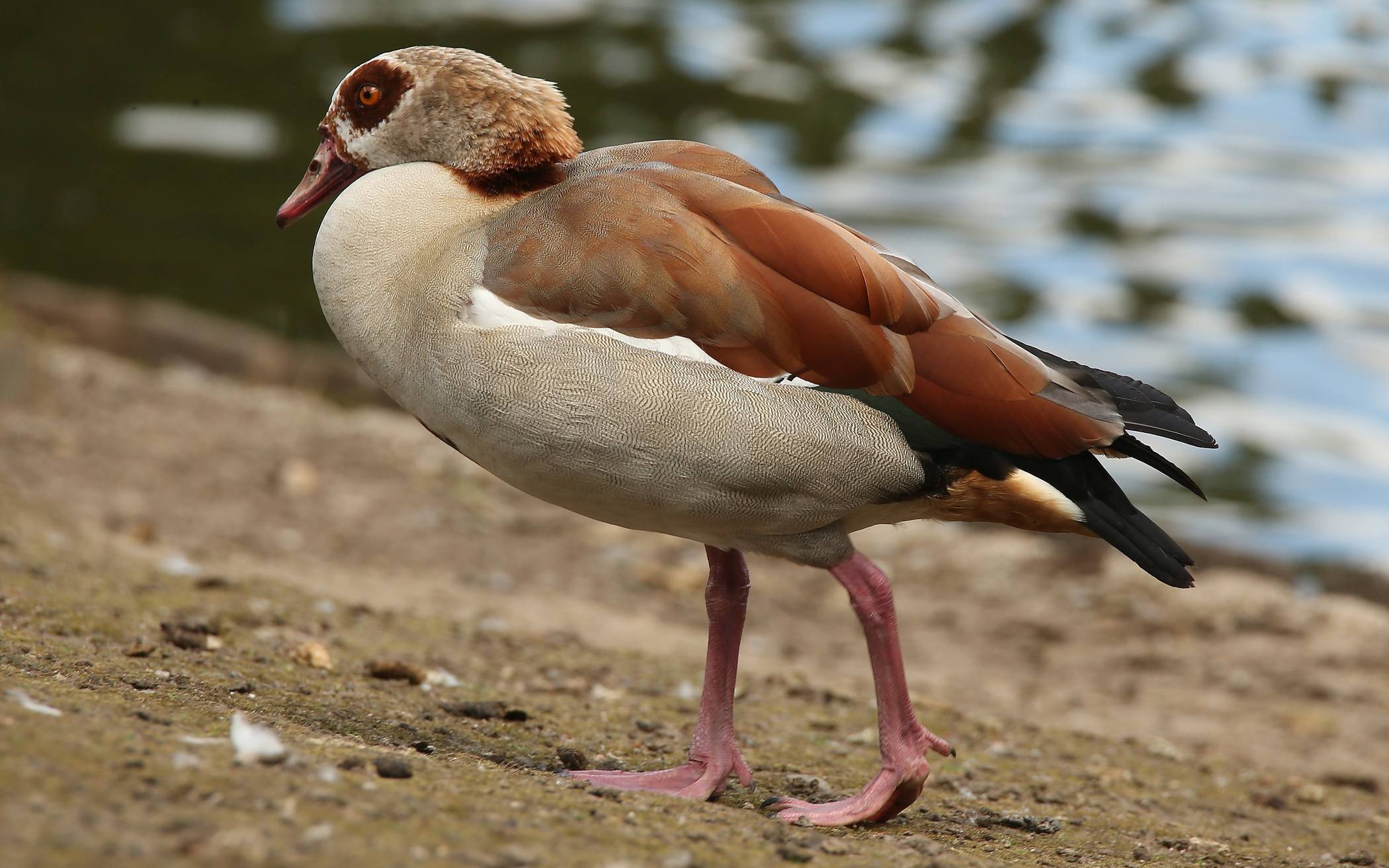  Eine Nilgans. 