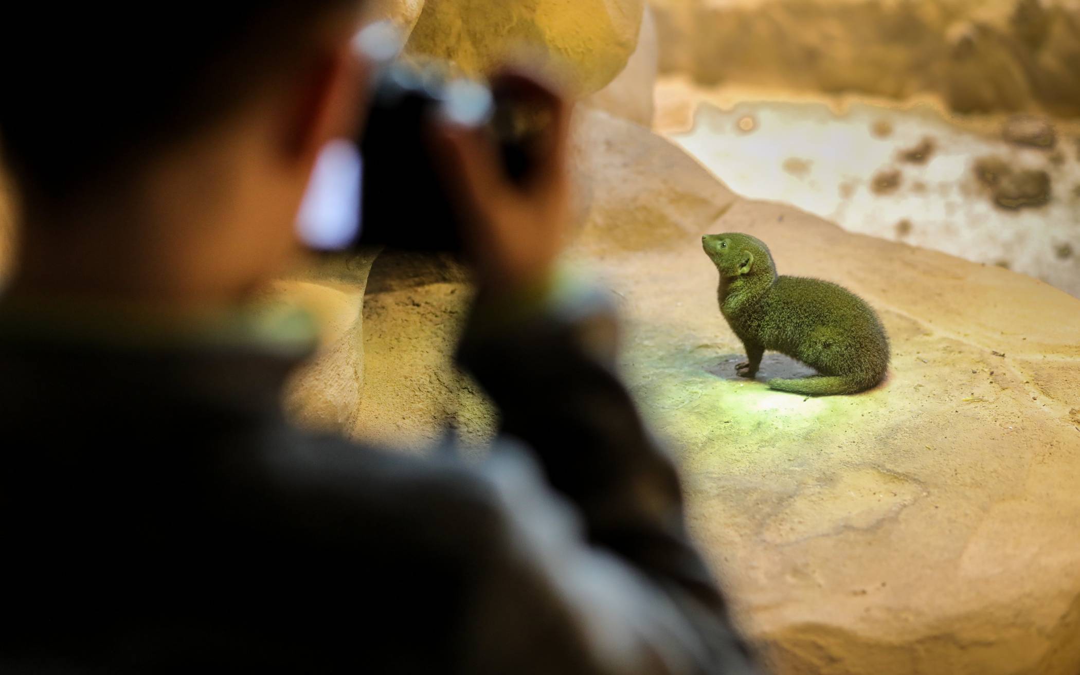 Ein gutes Tierfoto zu "schießen" ist