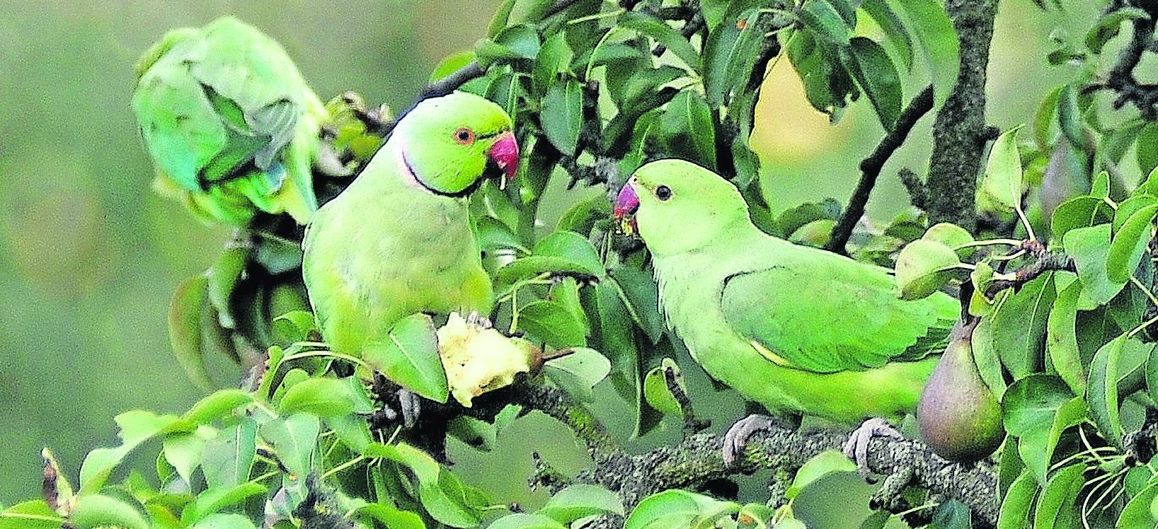 Flora und Fauna im Wandel