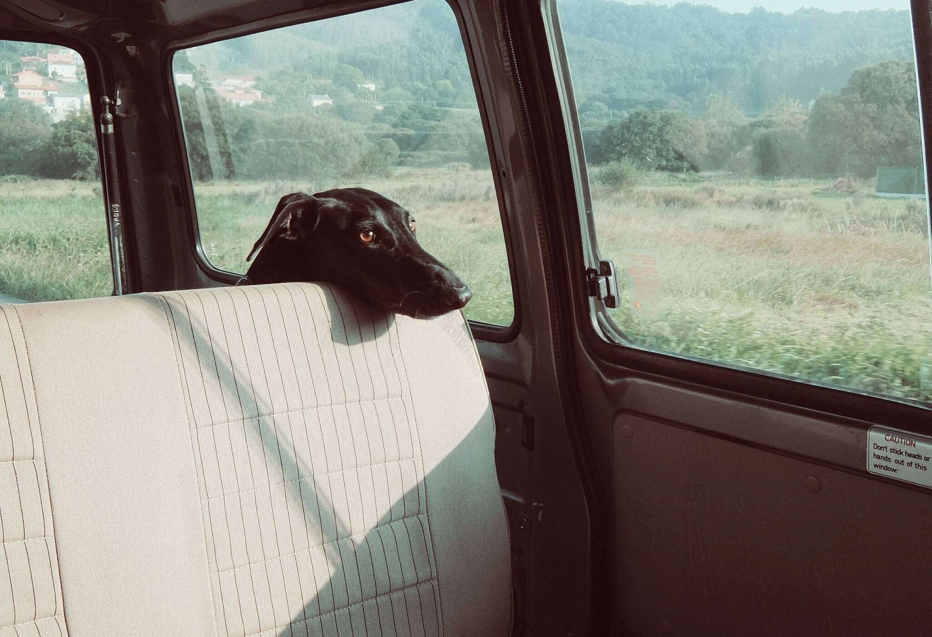 Tiere nicht im geparkten Auto lassen