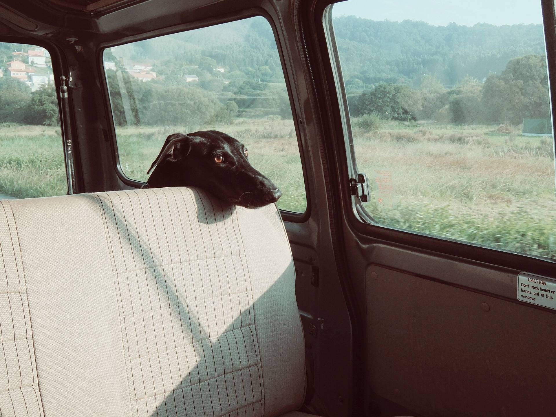  Auch im Schatten abgestellte Fahrzeuge sind kein geeigneter Aufenthaltsort für Hunde. Die Sonneneinstrahlung kann sich nach kurzer Zeit ändern, sodass das Auto in der prallen Sonne steht. 