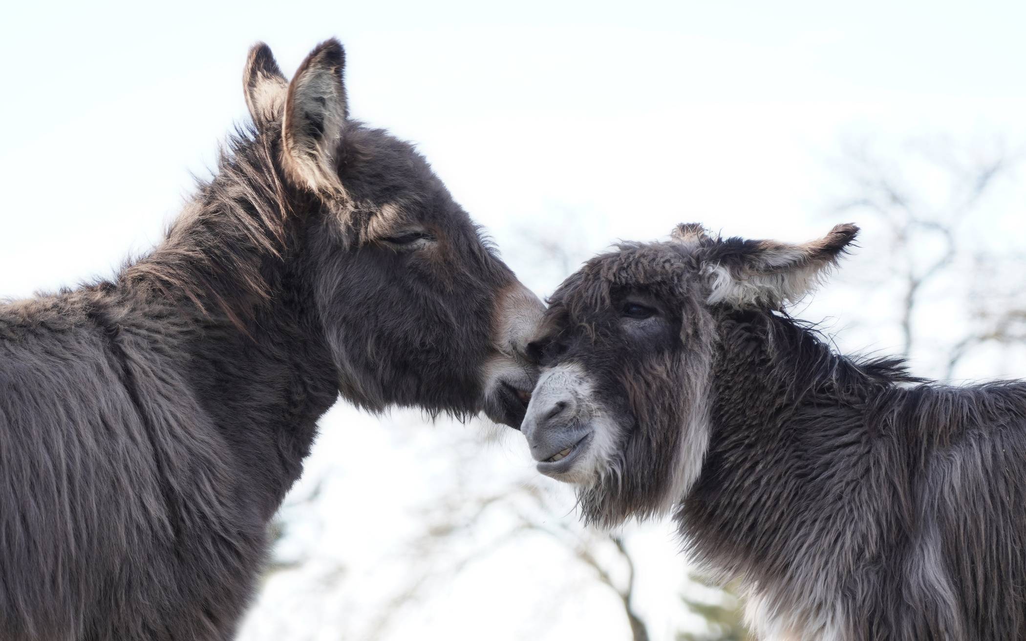  Wahre Liebe: Frieda (links) und Hope 