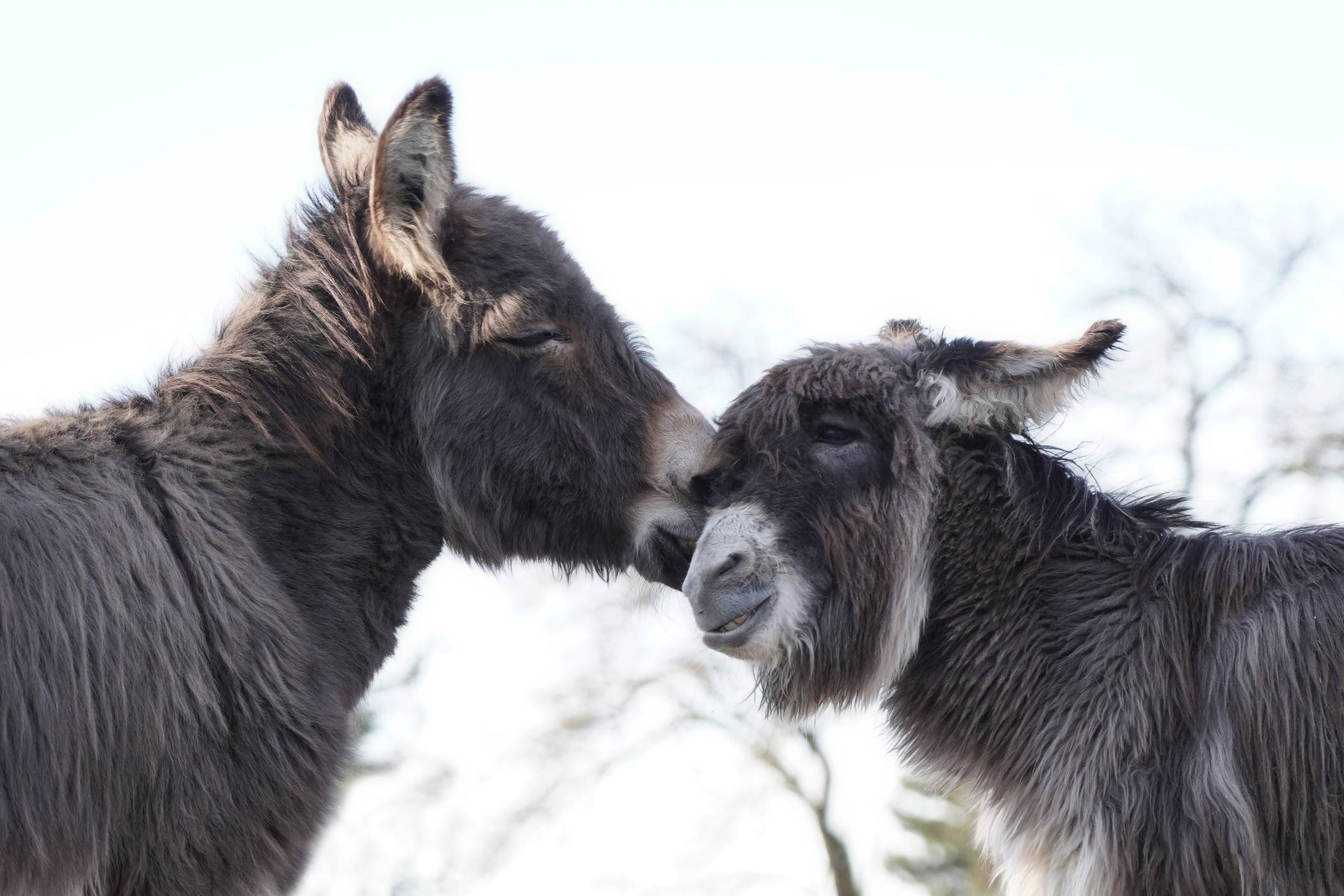  Wahre Liebe: Frieda (links) und Hope 