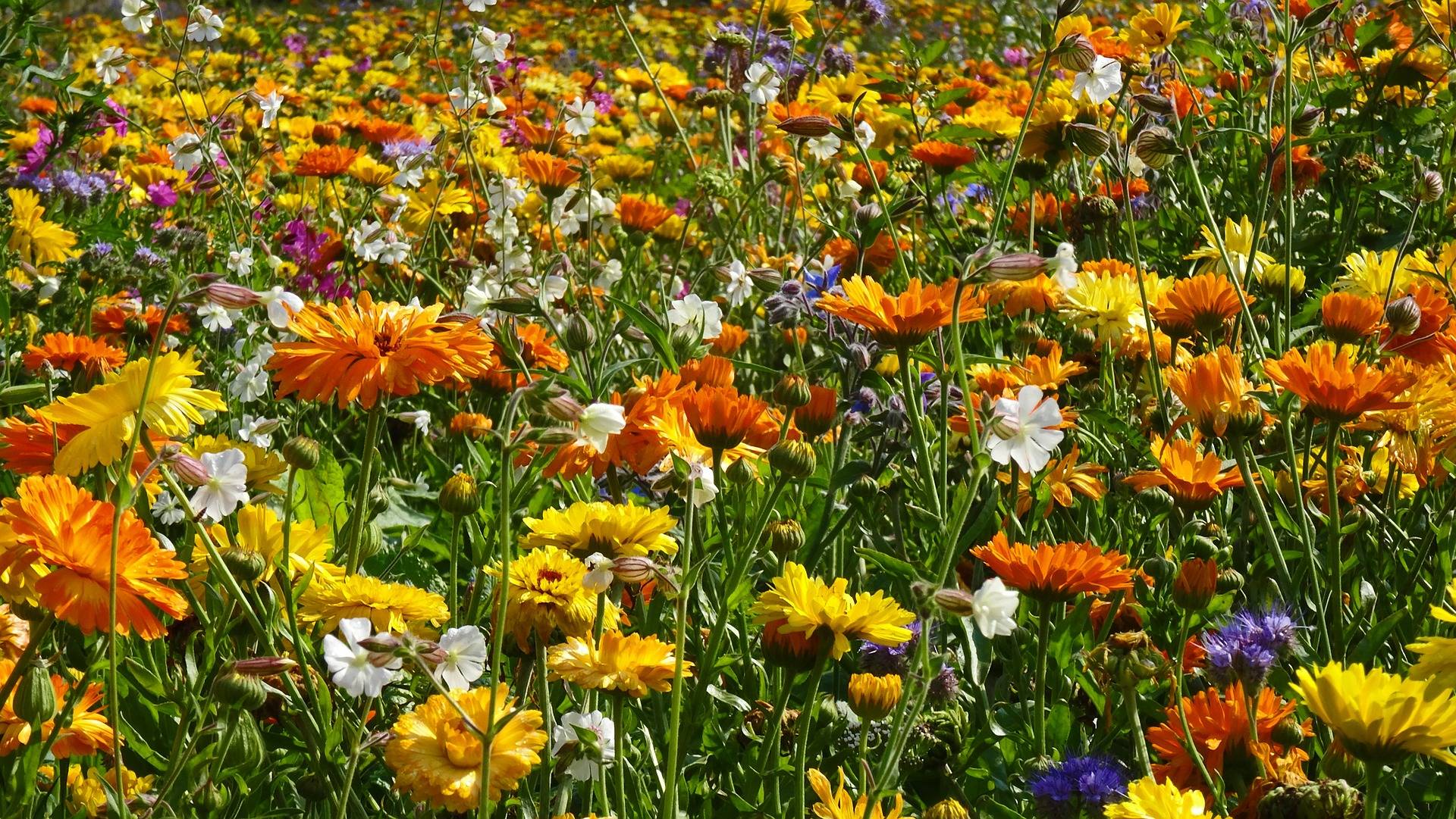 Die Diebe ernteten Blumen im Wert