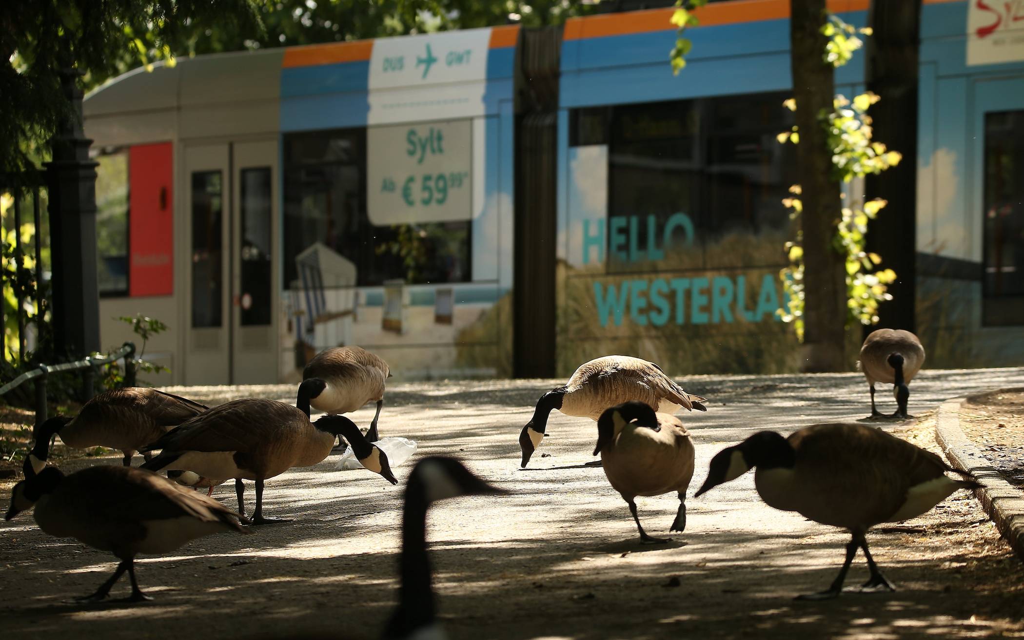 Deutlich weniger Jungvögel und sinkende Gesamtanzahl von Kanadagänsen