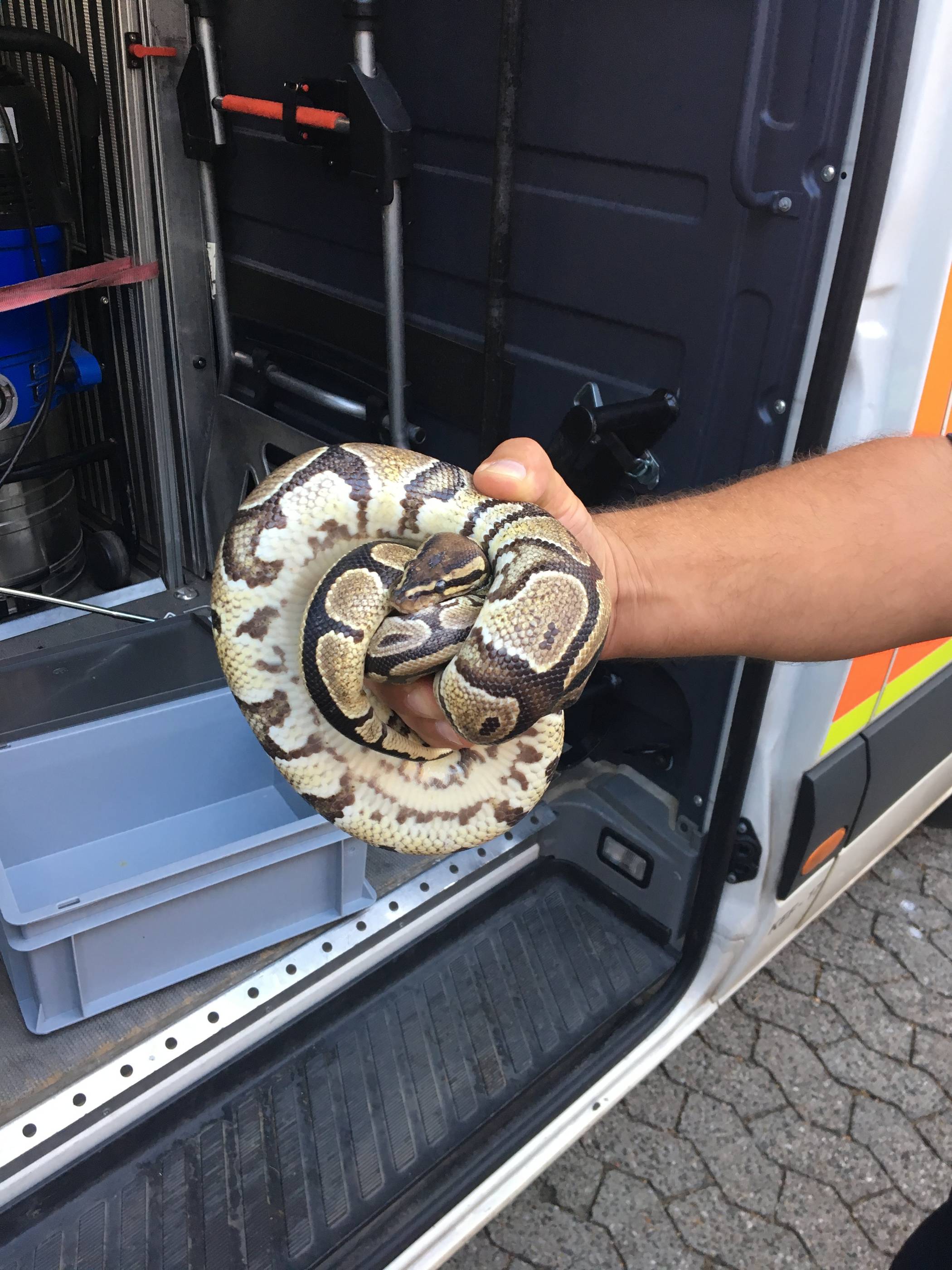  Anwohner fingen die Schlange mit einem Eimer ein.  
