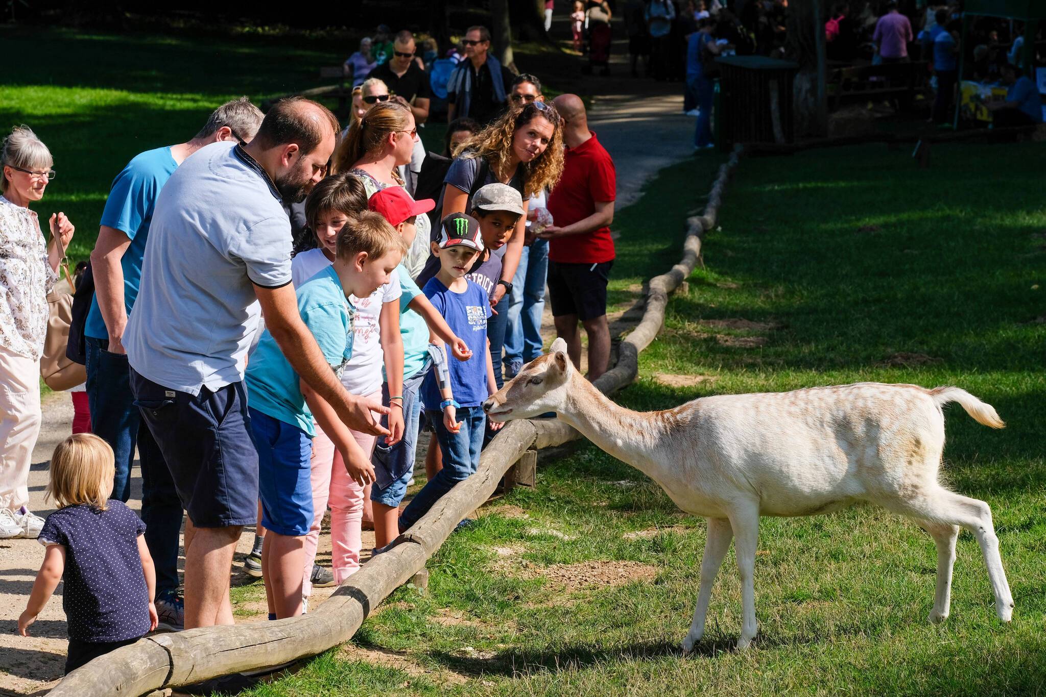  Zurzeit beherbergt der Wildpark etwa 100 Tiere.  