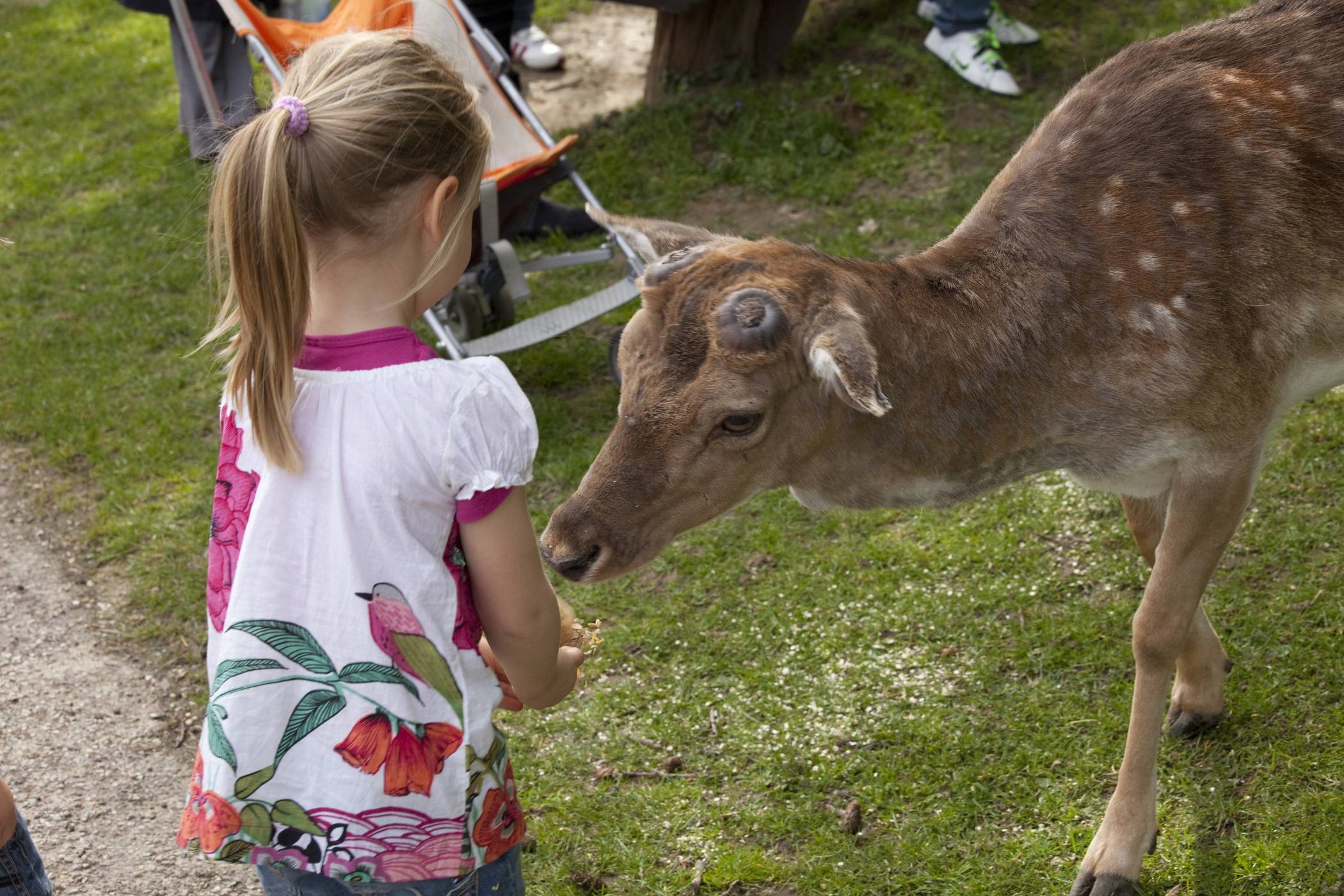  Eicheln und Kastanien dienen den Wildschweinen, Mufflons und dem Rot-, Dam- und Rehwild als nährstoffreiche Futterergänzung. 