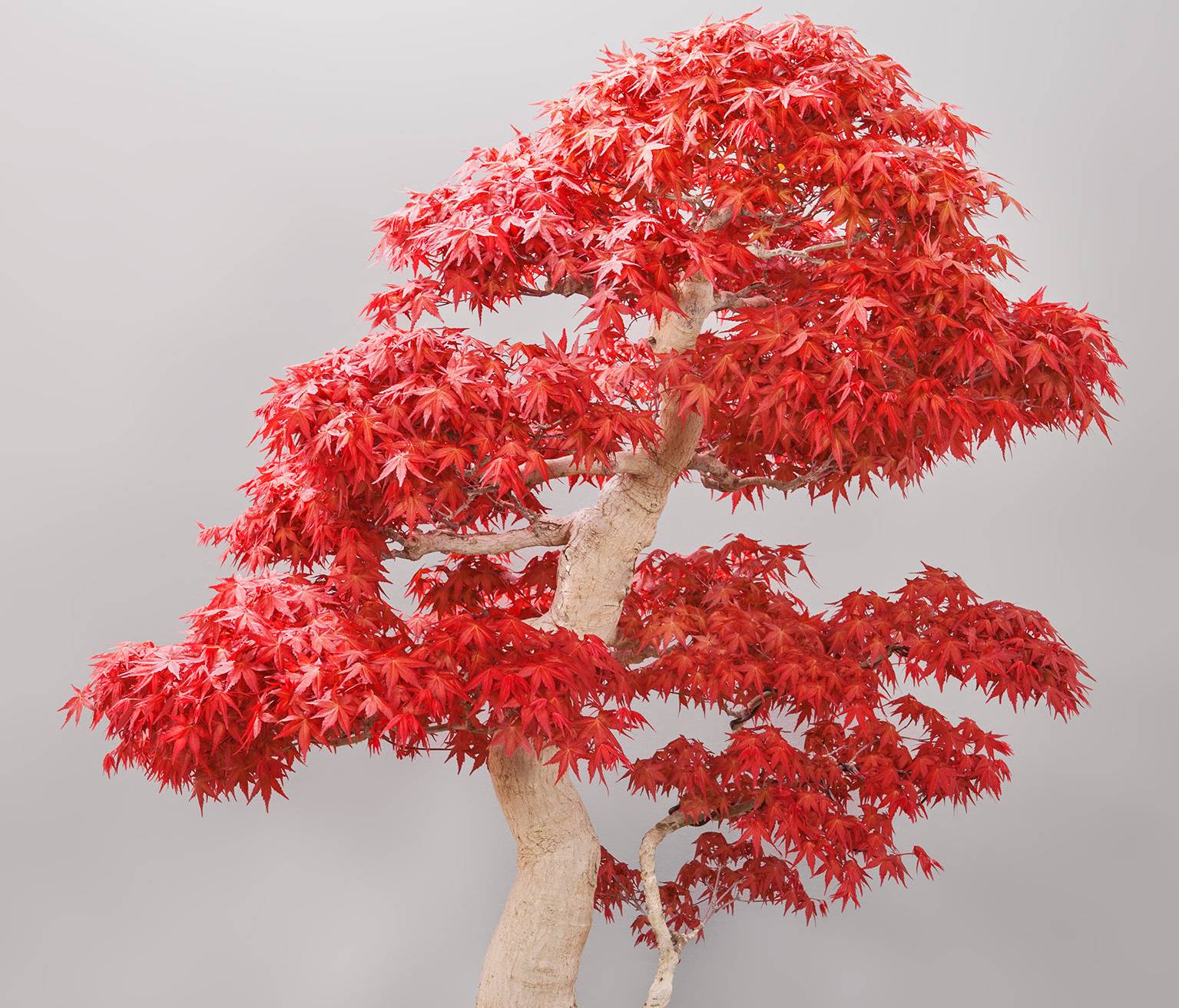 Große Bonsai-Ausstellung